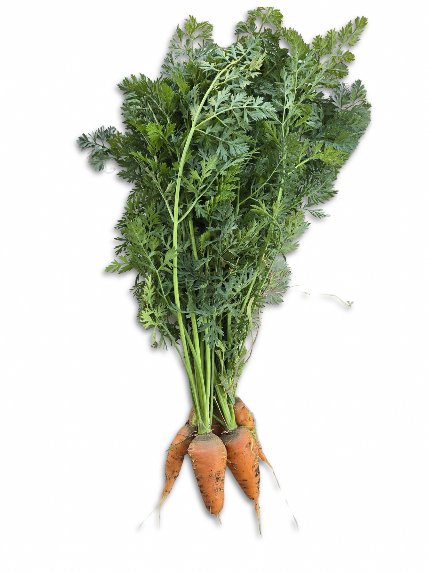 Cavalry Carrots
